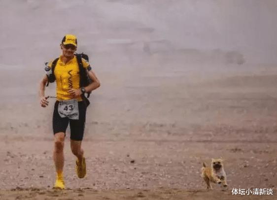马拉松不仅人能跑，中华田园犬也能参加！网友：精神比体育更重要(1)