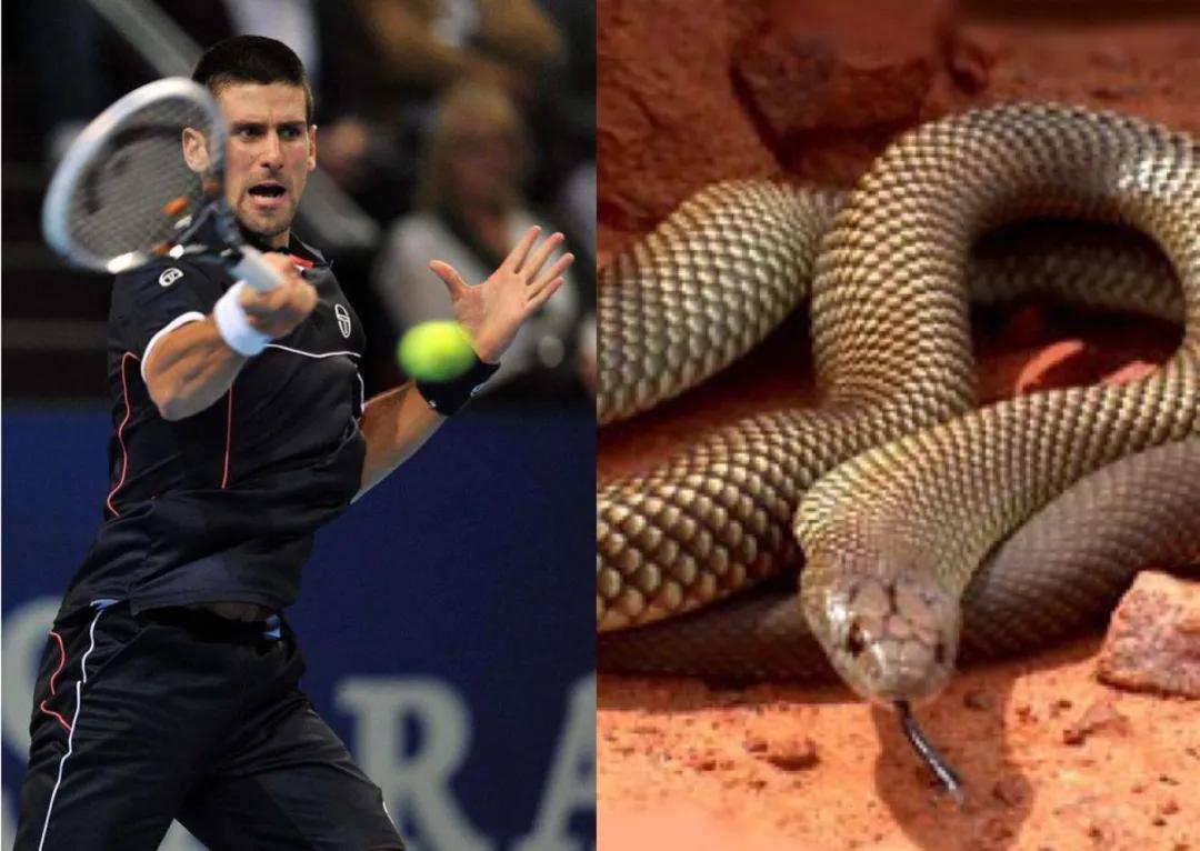 如果把网坛ATP名将比作蛇，你的偶像是什么蛇？(3)