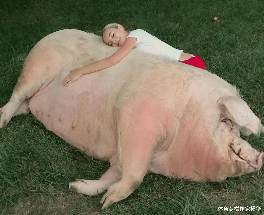 高尔夫美国公开赛冠军女友上热搜，竟把1000斤大肥猪当宠物
