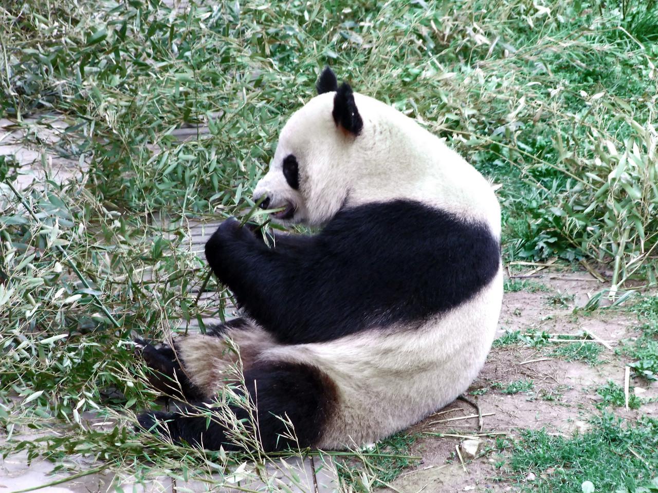足球报: 本身符合中性名的四川九牛, 还申报了一个带熊猫的名字