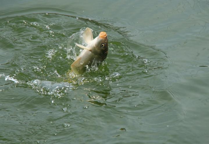 钓鱼高手的擒鲤“绝招”，抓住鲤鱼3个习性，半天就能钓一筐(3)