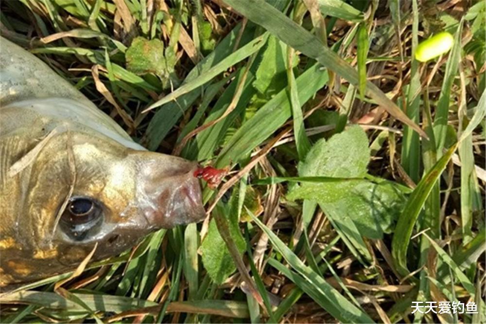 野钓大鲫鱼，有3种不常规钓法，在特殊鱼情中使用，效果出奇的好(4)