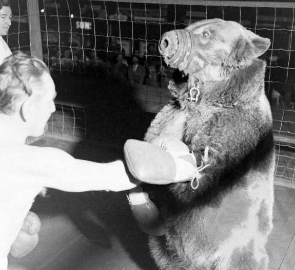 人类能否徒手搏杀棕熊？看看这场棕熊与拳击手对战的比赛(1)