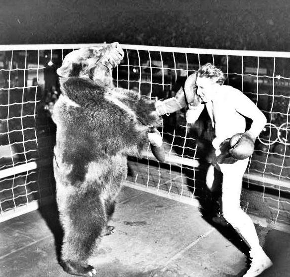 人类能否徒手搏杀棕熊？看看这场棕熊与拳击手对战的比赛(3)